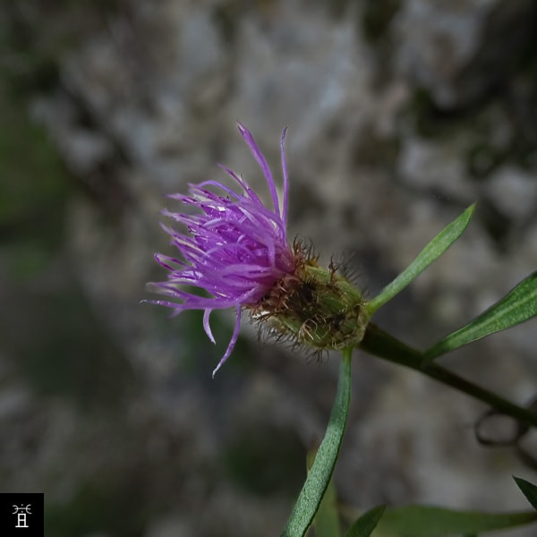 Centaur&eacute;e Mars 2026 Station #1
