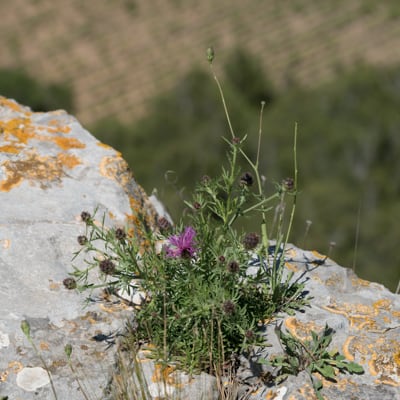 Centaurée Station #5 (Mai)