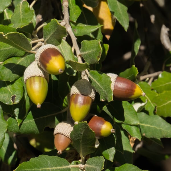 Quercus ilex