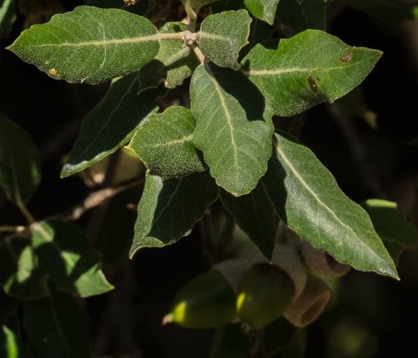 Quercus ilex