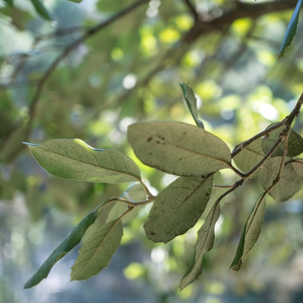 Quercus ilex