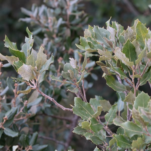 Quercus ilex