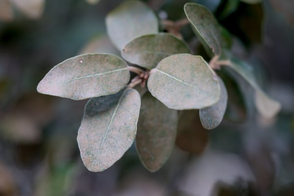 Quercus ilex