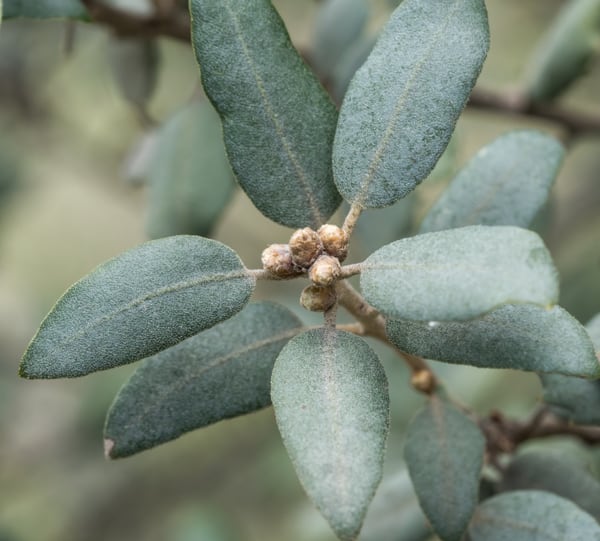 Quercus ilex