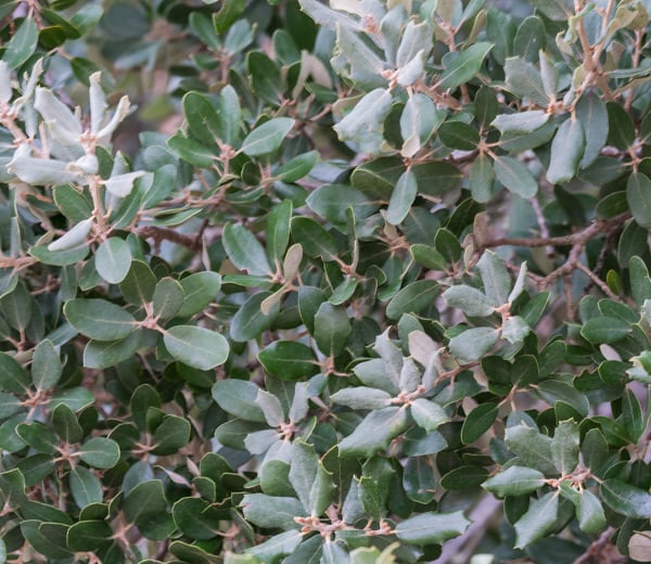 Quercus ilex