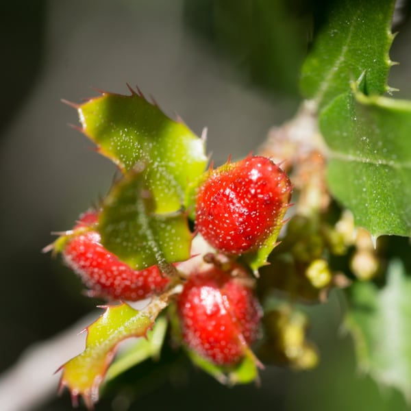 Quercus Coccifera: galle Plagiotrochus quercusilicis