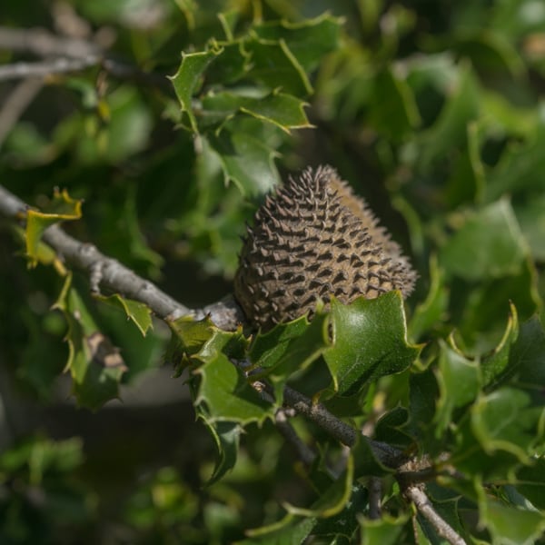 Quercus Coccifera