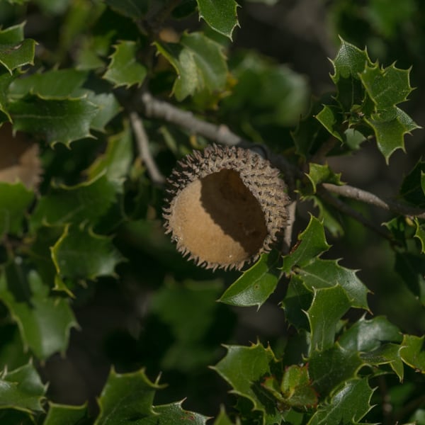 Quercus Coccifera