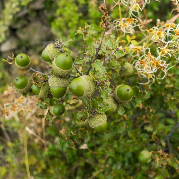 Quercus Coccifera