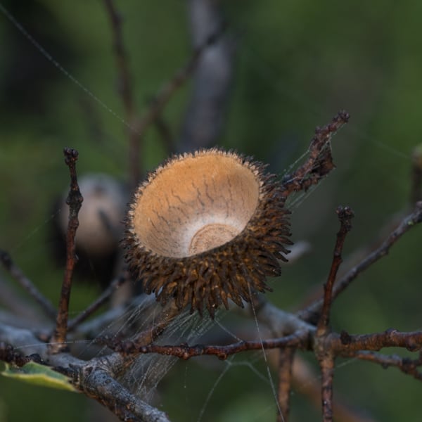 Quercus Coccifera