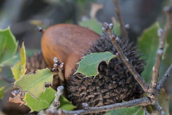 Quercus Coccifera