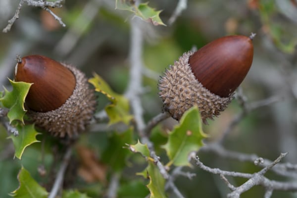 Quercus Coccifera