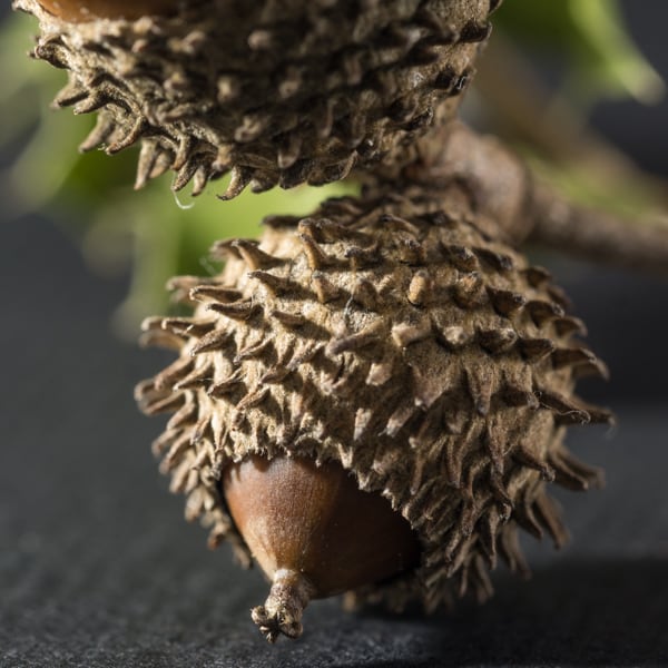 Quercus Coccifera