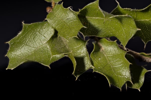 Quercus Coccifera