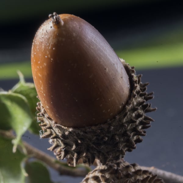 Quercus Coccifera