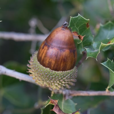 Quercus Coccifera