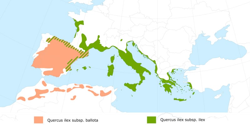 Quercus ilex
