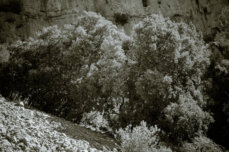 Au pied des éboulis Chêne vert