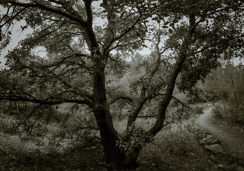 Quercus ilex