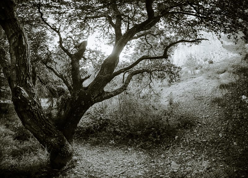 Quercus ilex