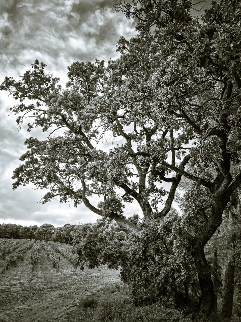 Quercus ilex