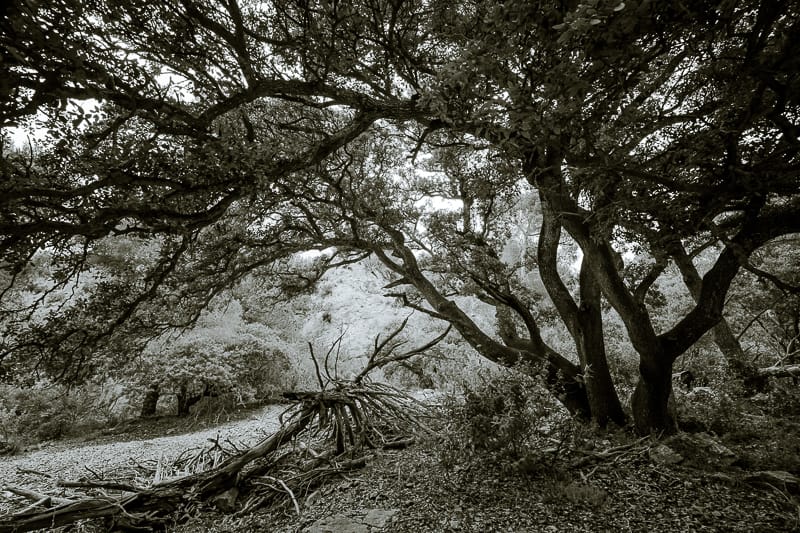 Quercus ilex