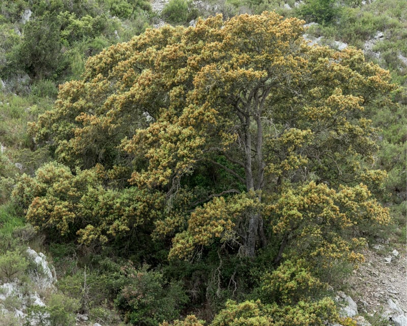 Quercus ilex floraison
