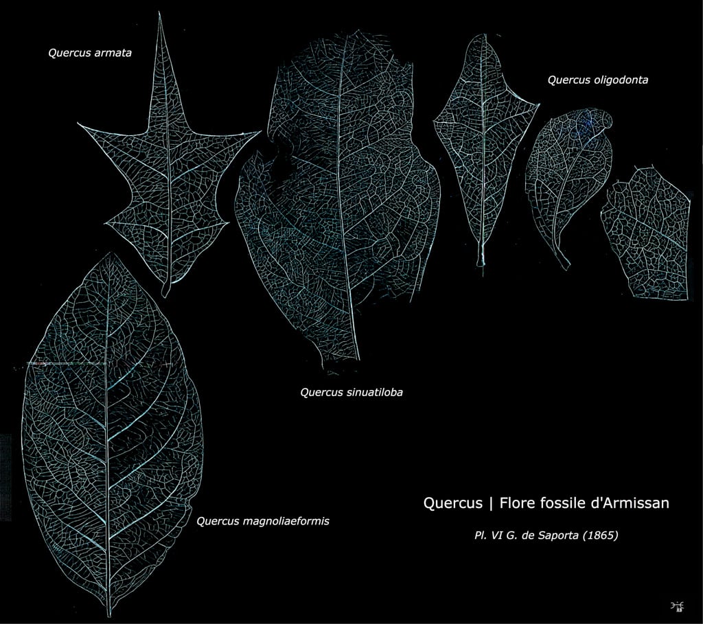 Feuilles de chênes fossiles d'Armissan G. de Saporta: planche VI