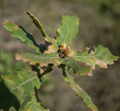 Quercus pubescens