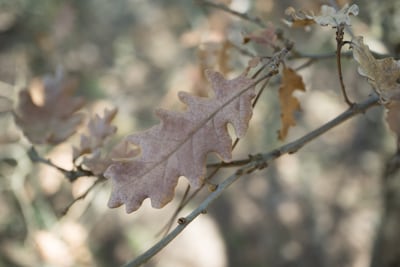 Quercus pubescens