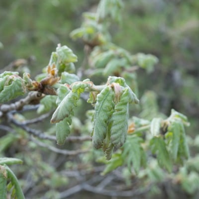 Quercus pubescens