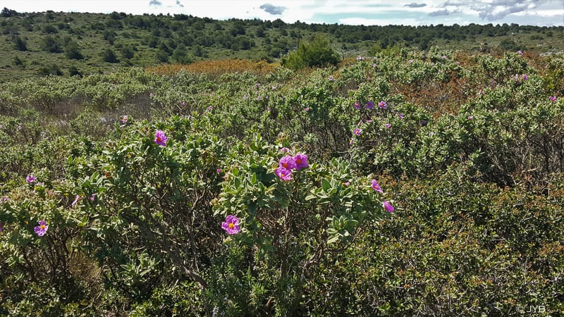 Paysage de Cistes cotonneux