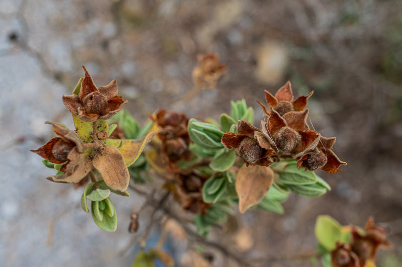 Cistes cotonneux