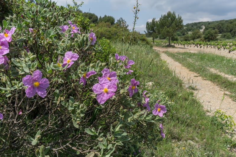 Paysage de Cistes cotonneux