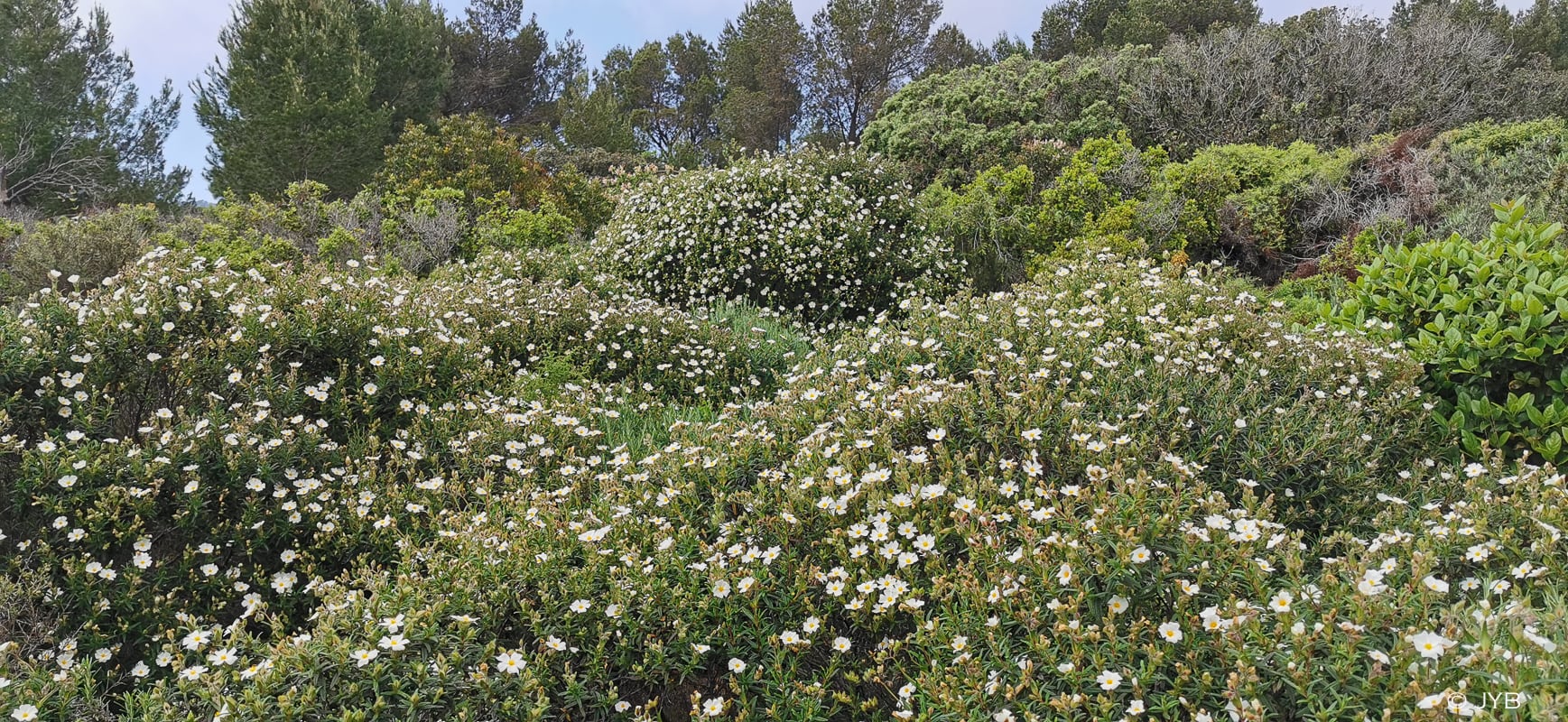 Paysage de Cistes de Montpellier