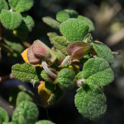 Ciste à feuilles de Sauge | Avril 