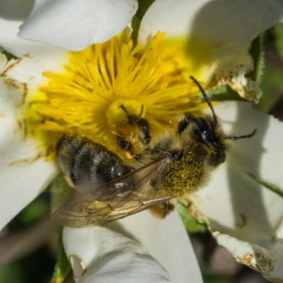 Ciste à feuilles de Sauge | Avril 