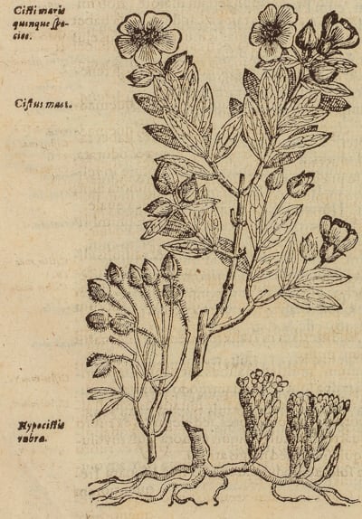 Cistus mas I | Cistus <i>albidus</i> © BNF