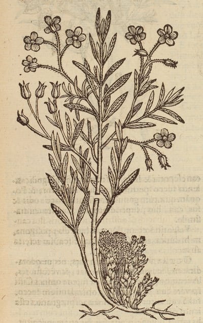 Cistus ledon V © BNF