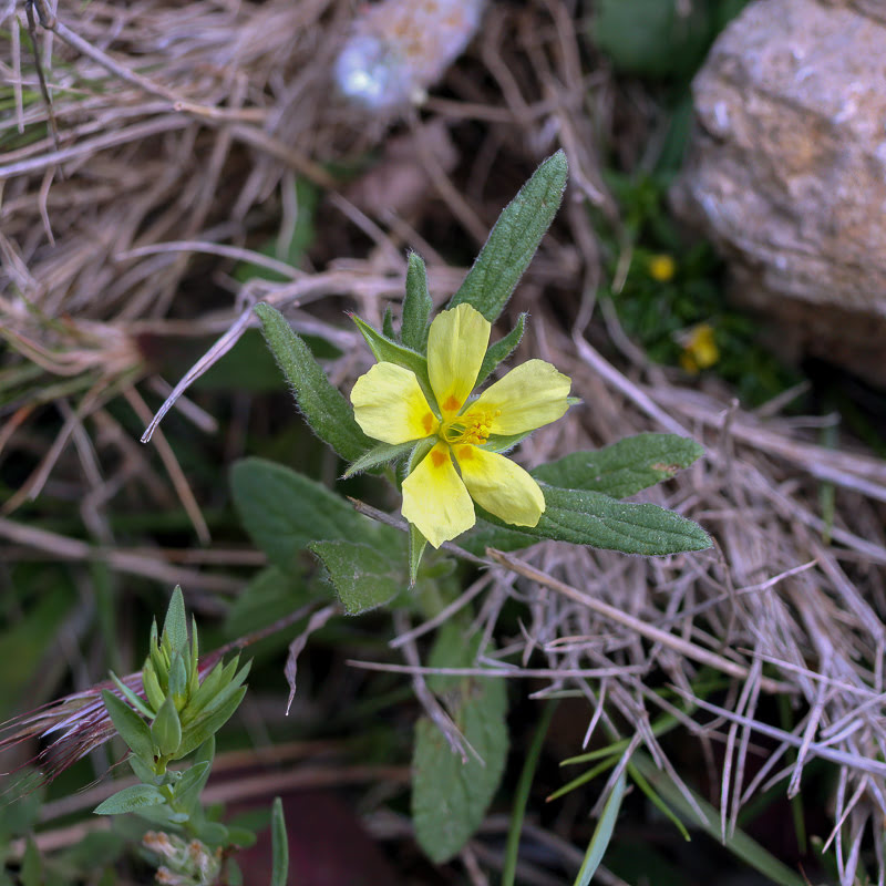 <b>Helianthemum à feuilles de Ledum</b> | <i>Mai</i>