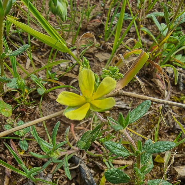 Hélianthème | Mars  (Photo JYB)