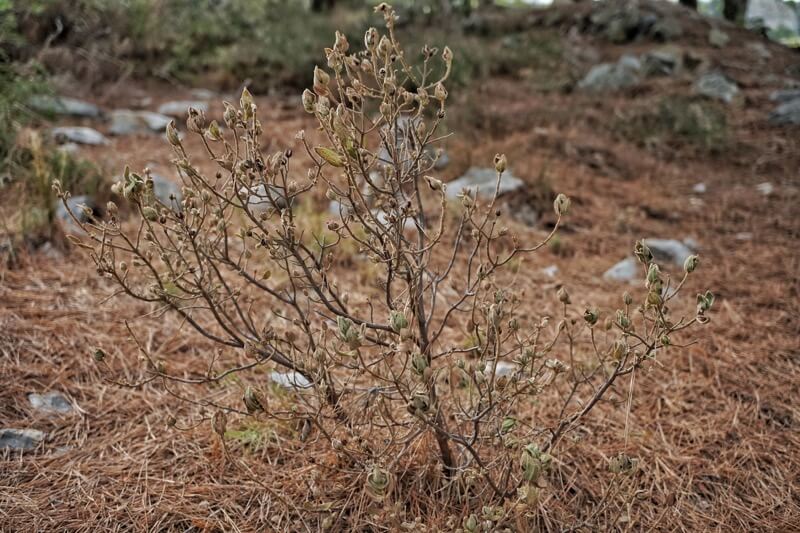 Cistus albidus en Août