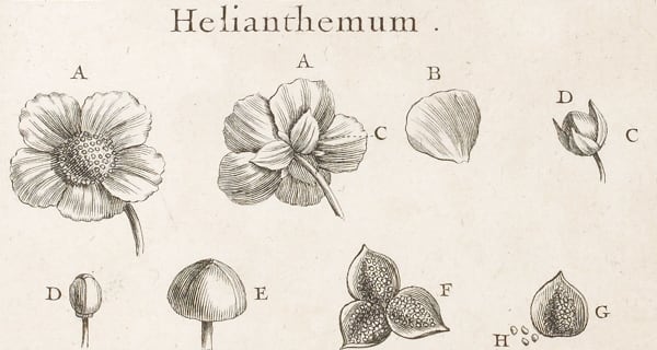 Hélianthemeum © BNF