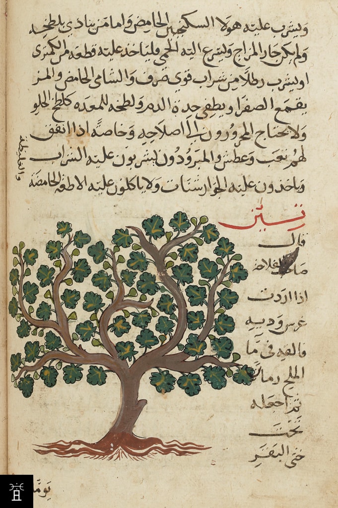 TMasālik al-abṣār Arabe 2771 f°153v (XIVe siècle) © BNF