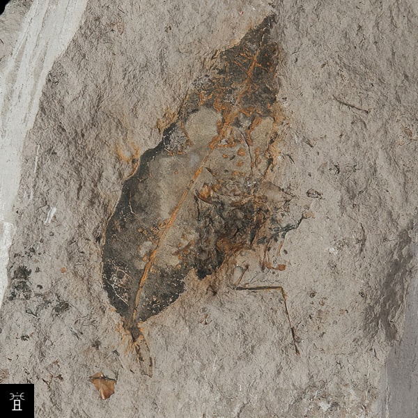 Ficus dryophylla SAPORTA