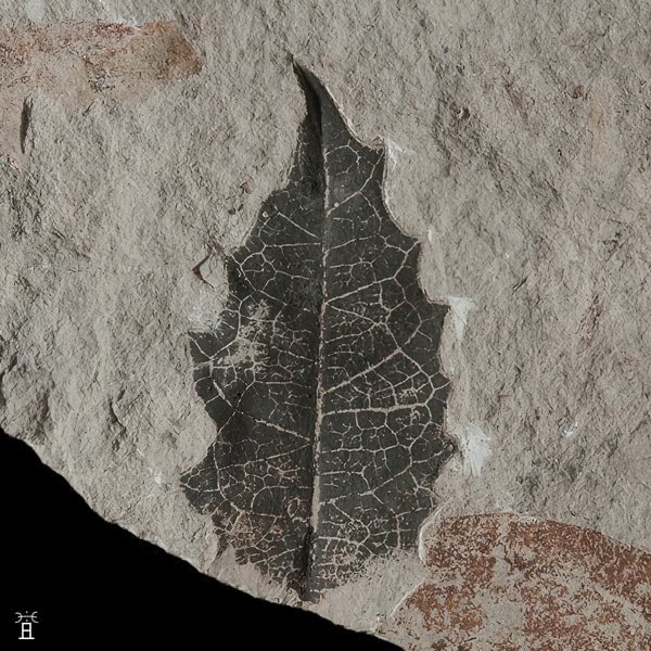 ficus dryophylla SAPORTA