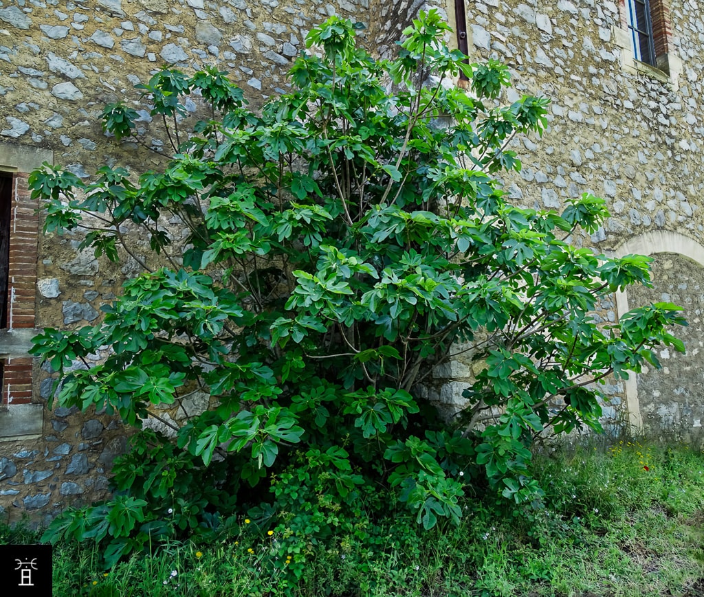 Caprifiguier adossé à une cave vinicole