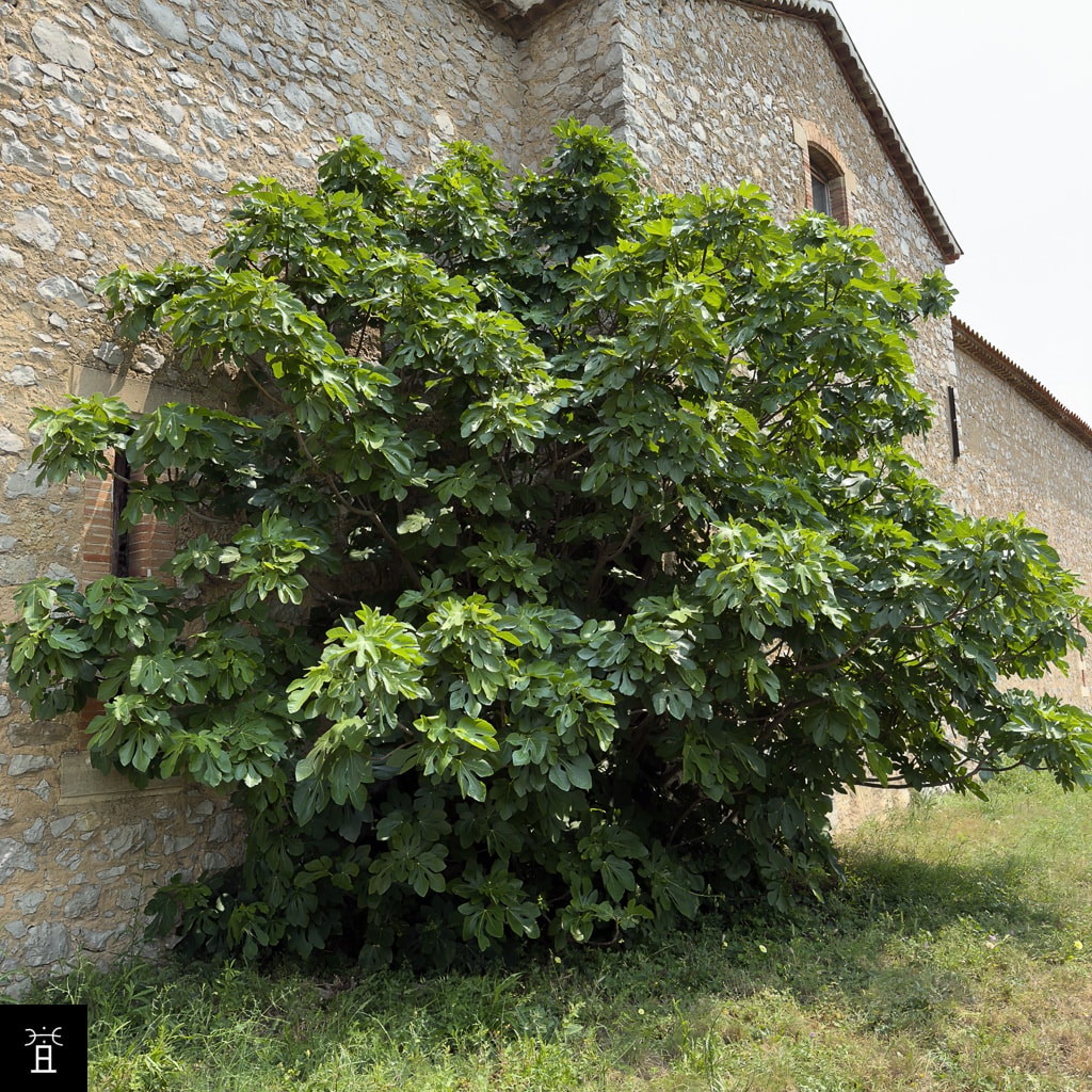 Caprifiguier adossé à une cave vinicole juin