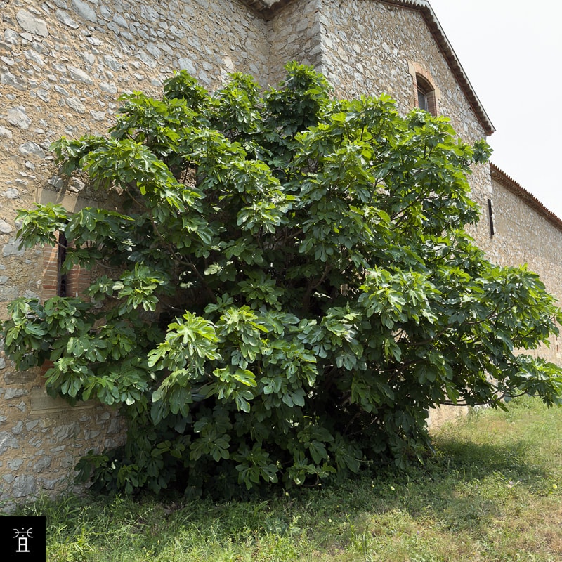 Caprifiguier adossé à une cave vinicole, juin 2025