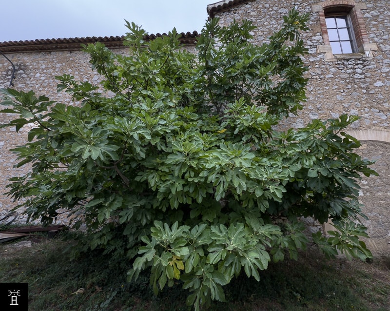 Caprifiguier en Septembre 2025